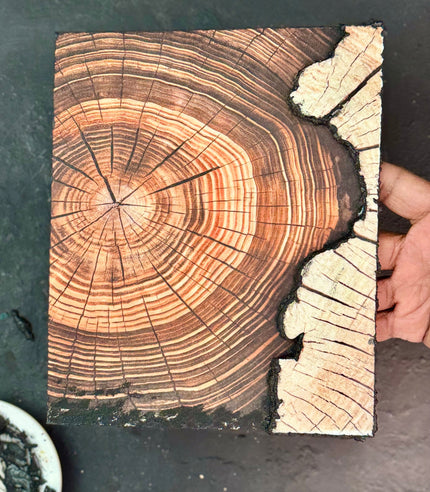 Echoes of Growth – Tree Ring Art